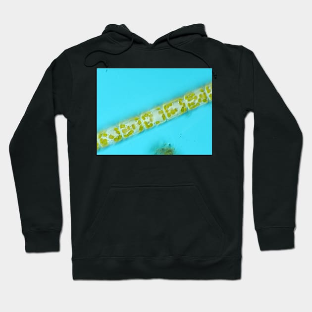 Melosira diatoms under the microscope Hoodie by SDym Photography